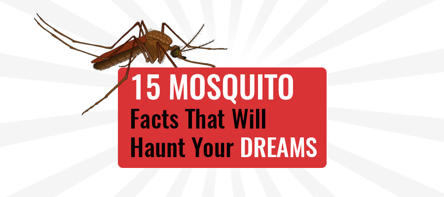 15 Facts About Mosquitoes That Will Haunt You in Your Dreams at Night -  Best Mosquito Killer Machine In India | Mosquito killing Machine | Mosquito  Free World